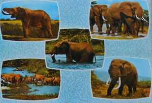 Cartes · Cartes postales Afrique