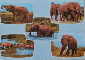 Cartes · Cartes postales Afrique