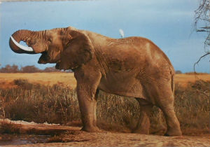 Cartes · Cartes postales Afrique