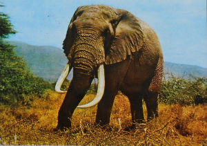 Cartes · Cartes postales Afrique