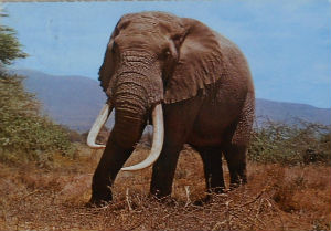 Cartes · Cartes postales Afrique