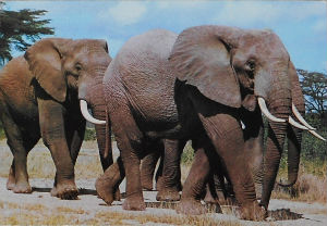 Cartes · Cartes postales Afrique