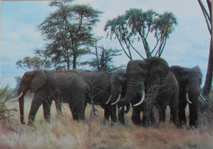Cartes · Cartes postales Afrique