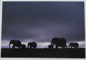 Cartes · Cartes postales Afrique