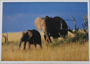 Cartes · Cartes postales Afrique