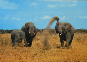Cartes · Cartes postales Afrique