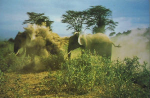 Cartes · Cartes postales Afrique
