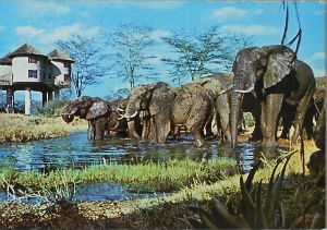 Cartes · Cartes postales Afrique