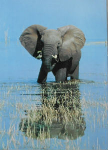 Cartes · Cartes postales Afrique