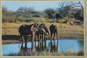 Cartes · Cartes postales Afrique