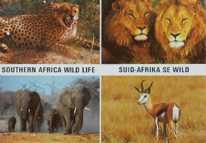 Cartes · Cartes postales Afrique