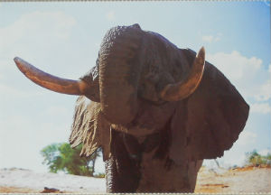 Cartes · Cartes postales Afrique