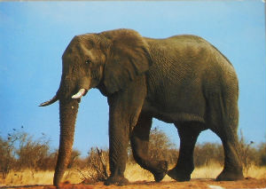Cartes · Cartes postales Afrique