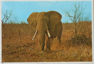 Cartes · Cartes postales Afrique
