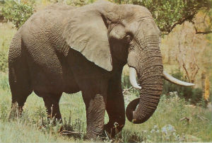 Cartes · Cartes postales Afrique