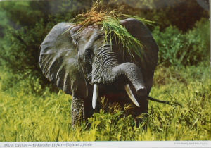 Cartes · Cartes postales Afrique
