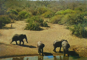 Cartes · Cartes postales Afrique