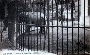 Cartes · Cartes postales Asie - Éléphants d'Asie