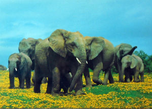 Cartes · Cartes postales Afrique