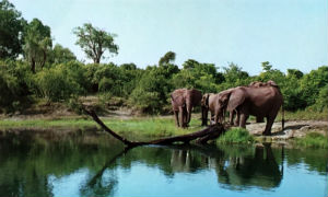 Cartes · Cartes postales Afrique