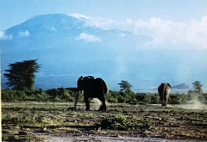 Cartes · Cartes postales Afrique