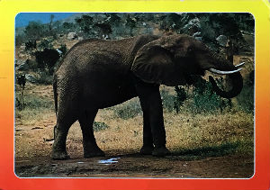 Cartes · Cartes postales Afrique