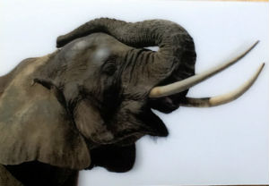 Cartes · Cartes postales Afrique