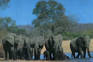 Cartes · Cartes postales Afrique