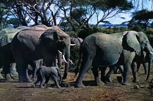 Cartes · Cartes postales Afrique