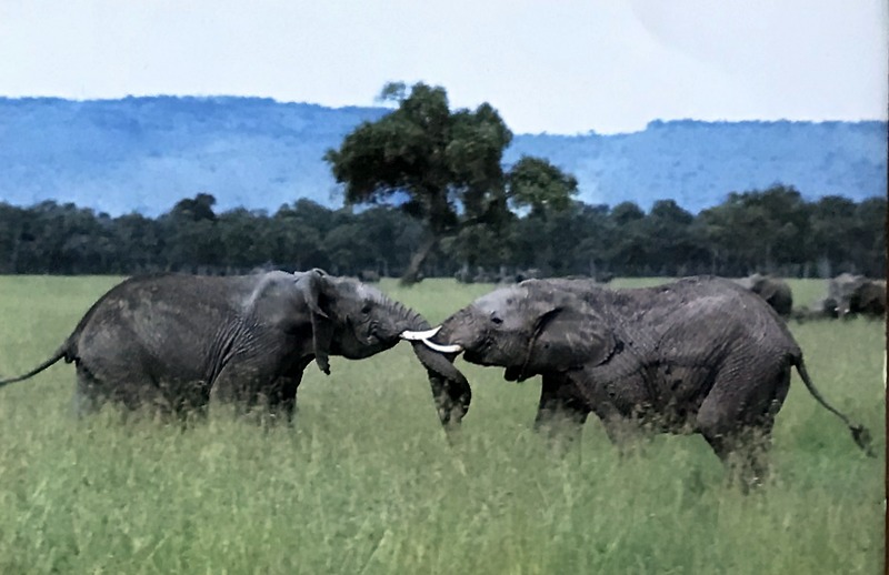 Cartes · Cartes postales Afrique