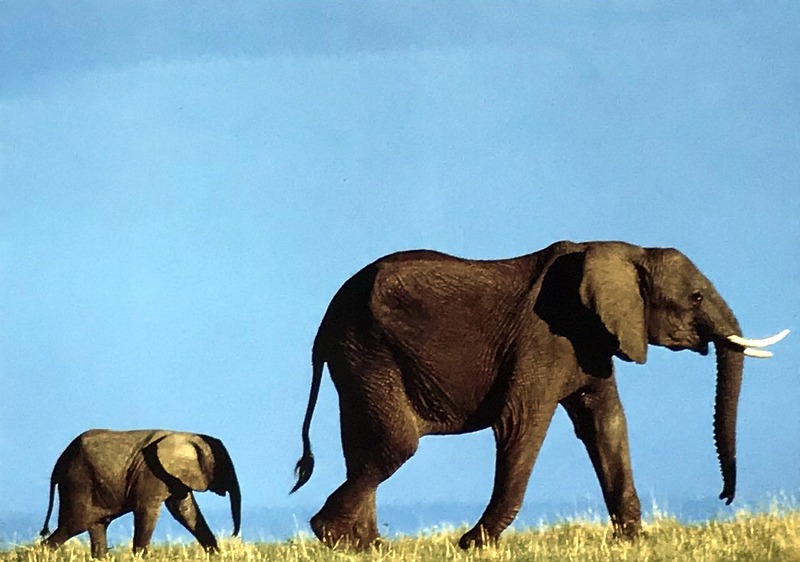 Cartes · Cartes postales Afrique