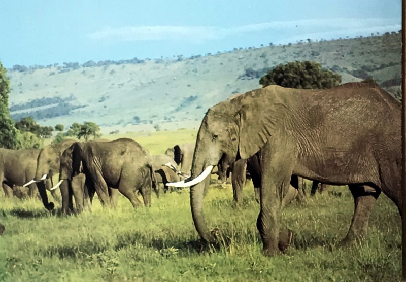 Cartes · Cartes postales Afrique