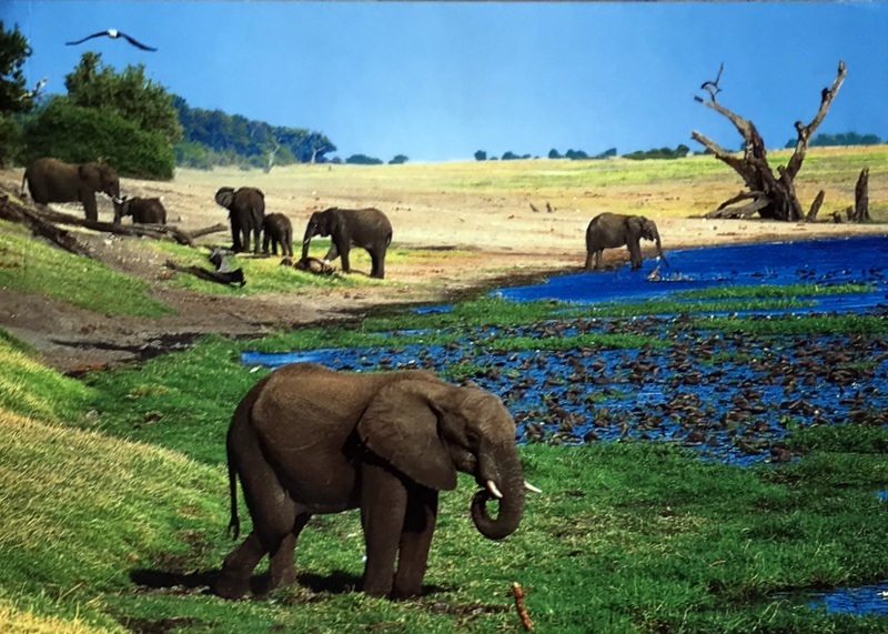 Cartes · Cartes postales Afrique