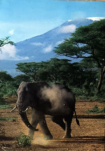 Cartes · Cartes postales Afrique