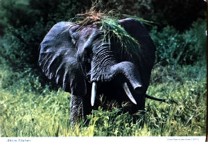 Cartes · Cartes postales Afrique