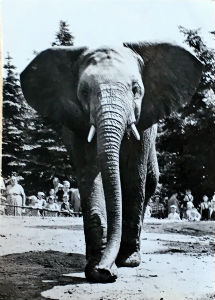 Cartes · Cartes postales Afrique