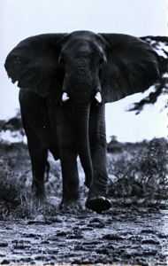 Cartes · Cartes postales Afrique