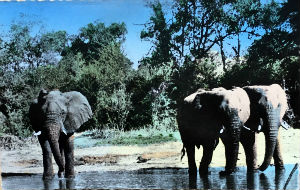 Cartes · Cartes postales Afrique