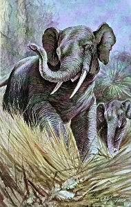 Cartes · Miniatres pour traims du zoo Hagenbeck