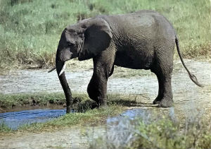 Cartes · Cartes postales Afrique