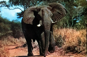Cartes · Cartes postales Afrique