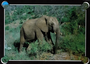 Cartes · Cartes postales Afrique