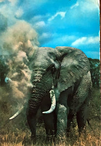 Cartes · Cartes postales Afrique
