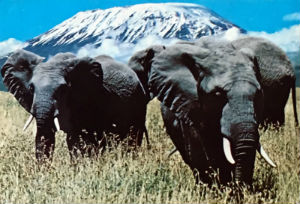 Cartes · Cartes postales Afrique