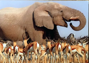 Cartes · Cartes postales Afrique