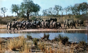 Cartes · Cartes postales Afrique