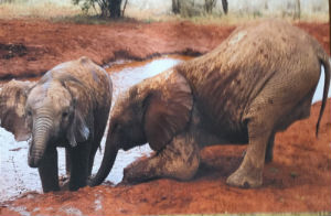 Cartes · Cartes postales Afrique