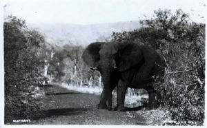 Cartes · Cartes postales Afrique