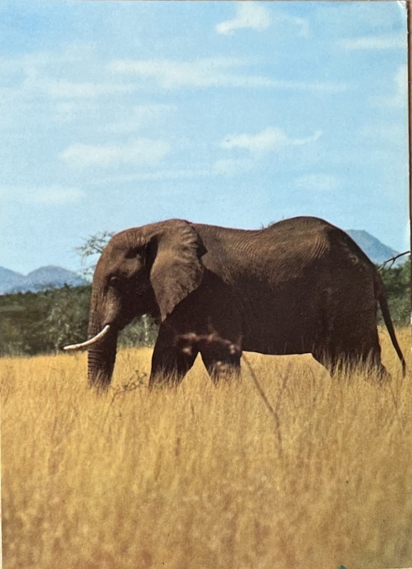 Cartes · Cartes postales Afrique