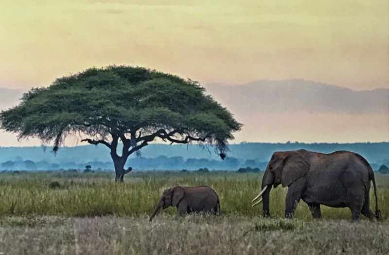 Cartes · Cartes postales Afrique
